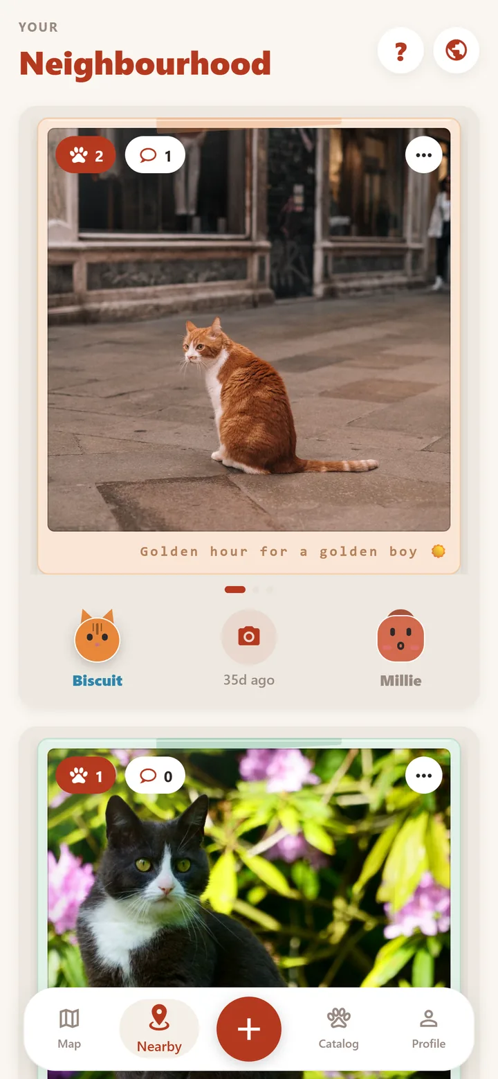 Nearby feed with real photos of neighbourhood cats